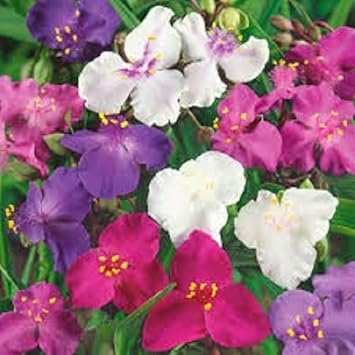 Mixed Tradescantia Spiderwort Flower Seeds for Planting - 100 pcs